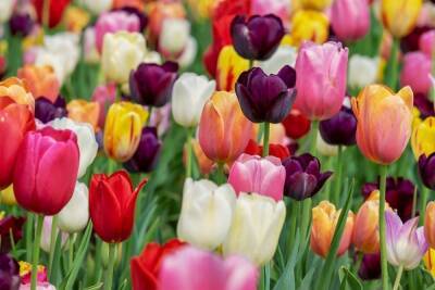 К весеннему фестивалю тюльпанов в Белгороде высадили 2 млн цветов