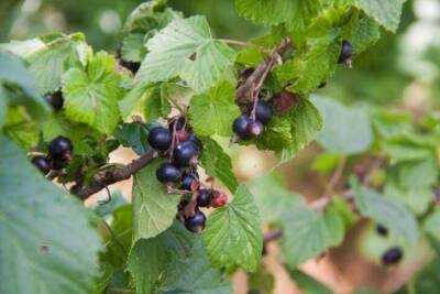 Как вырастить черную смородину размером с виноград: секрет в подкормке - skuke.net