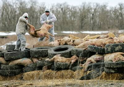 В эпицентре африканской чумы в ХМАО уничтожены все свиньи