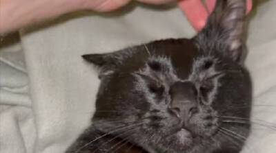 Умывание этого черного кота перешло на совершенно новый уровень (Видео)