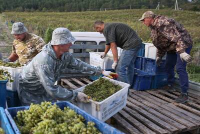 В Дагестане вновь побили рекорд по сбору винограда