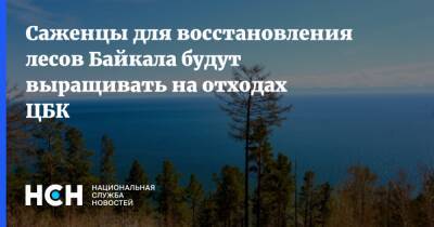 Саженцы для восстановления лесов Байкала будут выращивать на отходах ЦБК