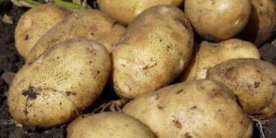 России оказалось невыгодно выращивать свою картошку
