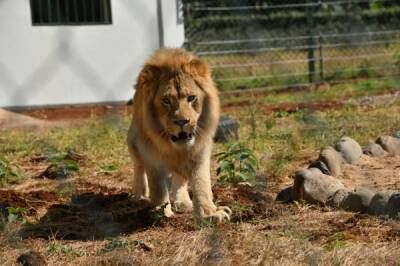 РМК помогла зоозащитникам вернуть льва Симбу и леопарда Еву в Африку
