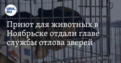 Приют для животных в Ноябрьске отдали главе службы отлова зверей