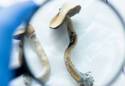 Ученые доказали неоспоримую пользу галлюциногенных грибов