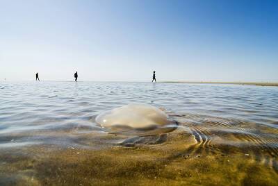 На побережье Черного моря выбросило миллион медуз