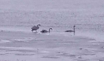 Житель Башкирии попросил властей спасти лебедей, которые не улетели на зимовку