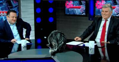 "Это наш Какуца". В Грузии кот попал в эфир политического шоу и стал звездой мировых СМИ (видео)