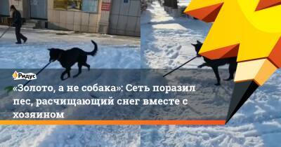 «Золото, а не собака»: Сеть поразил пес, расчищающий снег вместе с хозяином