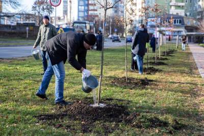 На улице Космонавтов в Ставрополе высадили дубы