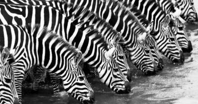 Ученые дали ответ на вопрос: зебры белые с черными полосами или наоборот