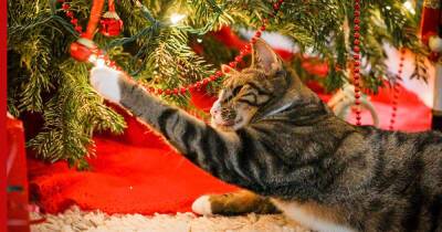 Как уберечь новогоднюю елку от кота: 5 лайфхаков против любопытных питомцев