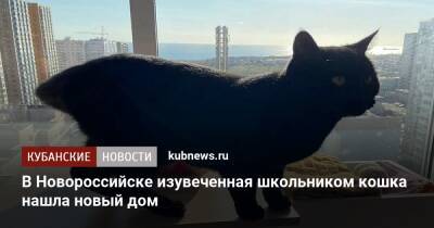 В Новороссийске изувеченная школьником кошка нашла новый дом