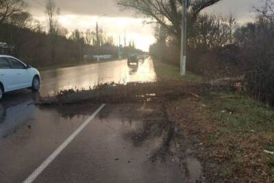 Упавшие деревья и помятые авто: в МЧС показали последствия непогоды в Белгородской области