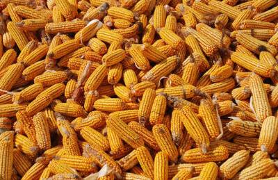 Прогноз: Украина соберет рекордный урожай кукурузы
