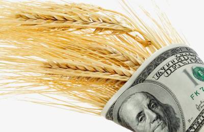 Аграрный фонд начинает закупать зерно урожая-2022
