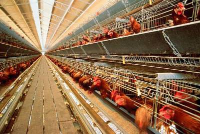 В Тюменской области отменён карантин по высокопатогенному гриппу птиц