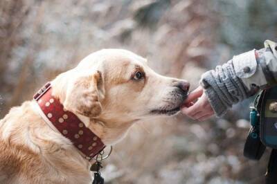 В Новосибирские впервые в мире установили протезы всех лап собаке