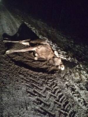 Грустный голодный лось погиб под колесами неизвестного автомобиля в Вологодской области