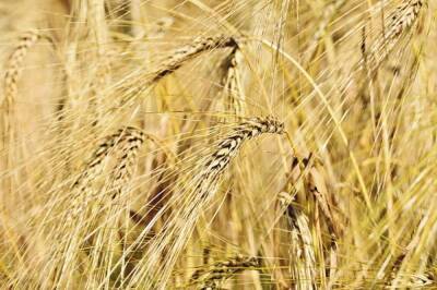 Экспорт зерна из РФ с начала сельхозгода снизился на 23%