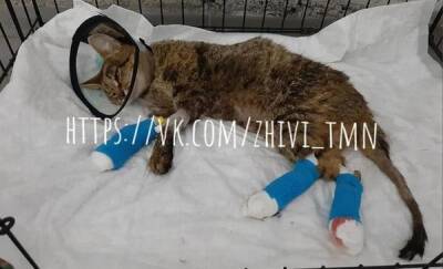 В Тюменской области кошку живьем бросили в крематорий