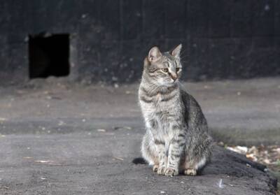 В Москве дети спасли застрявшую в подвале кошку