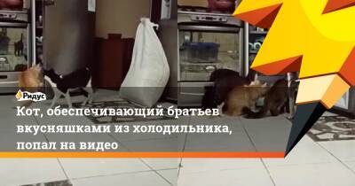Кот, обеспечивающий братьев вкусняшками из холодильника, попал на видео