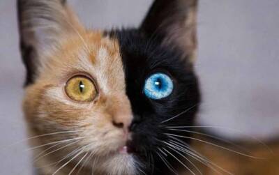 Эксперты определили самые красивые и самые уродливые породы кошек