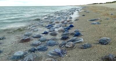 Мощный шторм на Черном море изменил береговую линию и выбросил на пляжи тонны медуз