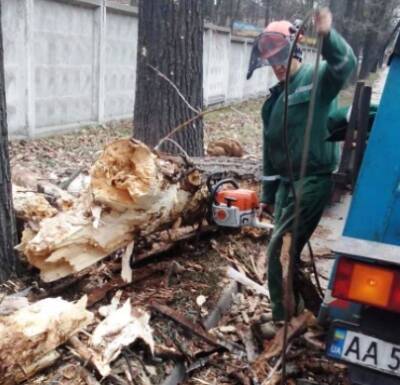 Повалено больше 200 деревьев: последствия урагана в Киеве. ФОТО