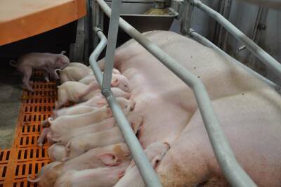 В Новосибирской области компания «Сибагро» запустила новую очередь свинокомплекса