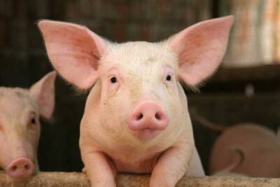 В Башкирию завезли семь тонн комбикорма для свиней из неблагополучного по АЧС региона