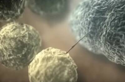 Разрушает клетки рака изнутри: ученые создали бактерию, которая может спасти миллионы