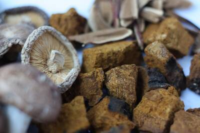 Специалисты рассказали о восьми полезных свойствах грибов чага
