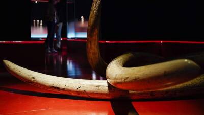 Российские таможенники предотвратили вывоз двух бивней мамонта в Китай