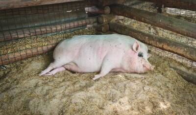 В Башкирию завезли семь тонн комбикорма из региона с африканской чумой свиней