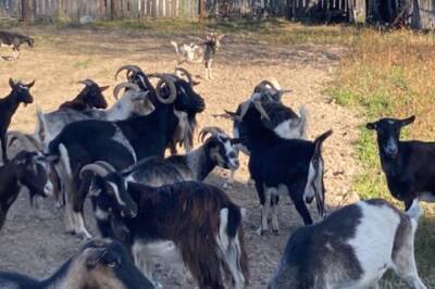 Пожар, оставивший без дома 30 коз в Комсомольске, произошел из-за поджога