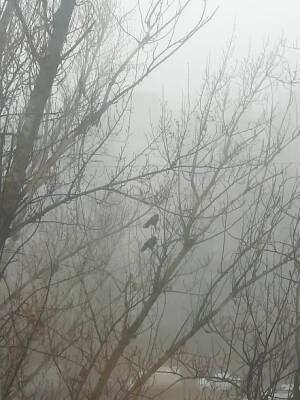 Сильный туман: водителей и пешеходов Ростовской области призывают быть предельно внимательным