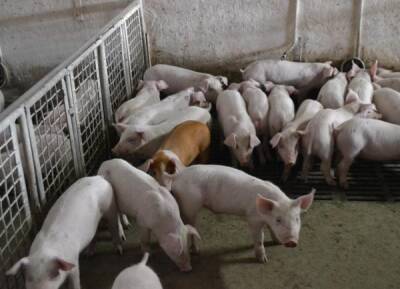 Выплаты свердловчанам, у которых изъяли свиней из-за АЧС, начнутся в декабре
