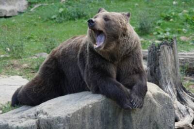 В Хабаровском крае зимой могут появиться медведи-шатуны