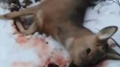 Зареченка нашла в лесу мертвую косулю и обвинила в ее гибели собак - penzainform.ru