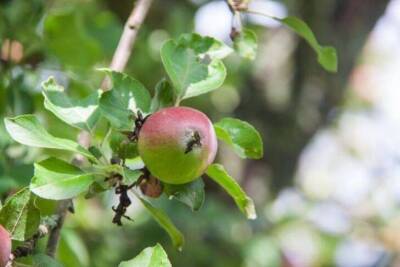 Что разложить вокруг яблони, чтобы удвоить урожай: малоизвестная «дачная» хитрость