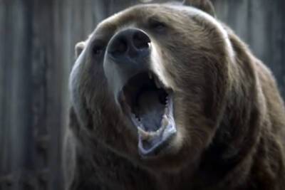Умер самый знаменитый медведь Голливуда