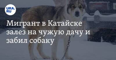 Мигрант в Катайске залез на чужую дачу и забил собаку. Видео