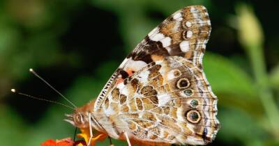 Во-первых, это красиво. Ученые впервые увидели, как формируются крылья бабочек (фото)