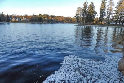 Лед в виде пенных «блинчиков» появился у берегов парка Монрепо в Выборге