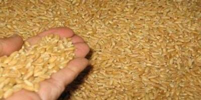 США поставляли в Сирию пшеничные семена с червями-паразитами
