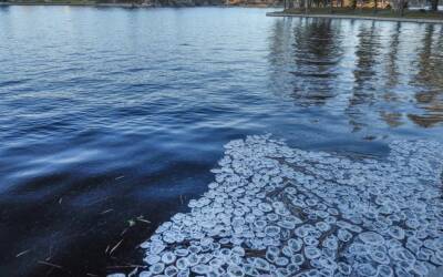 Зима испекла ледяные «оладьи» в парке Монрепо в Выборге
