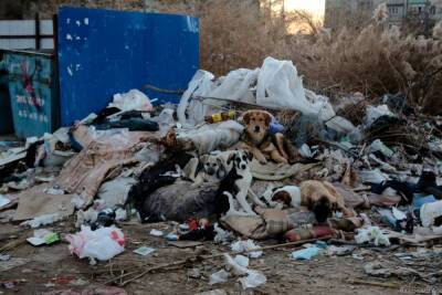 В Астрахани бездомные собаки чуть не разодрали на части девушку